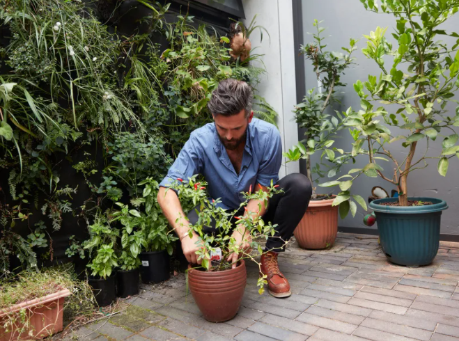 An image of a man squatting down on a patio repotting a plant. In the background is an array of plants.